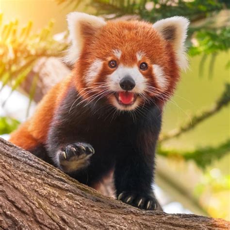 Sikkim's Enigmatic Red Pandas: Unknown Facts About the Himalayan Guardians