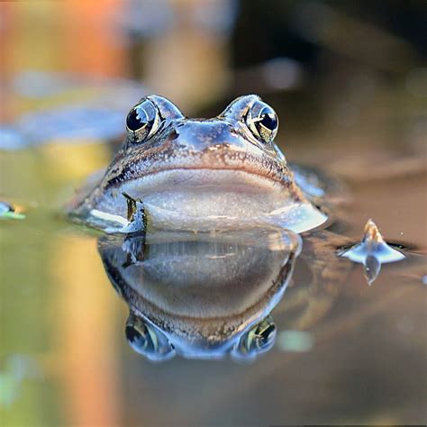 What Do Frogs Symbolize In The Bible? - Bible Wings