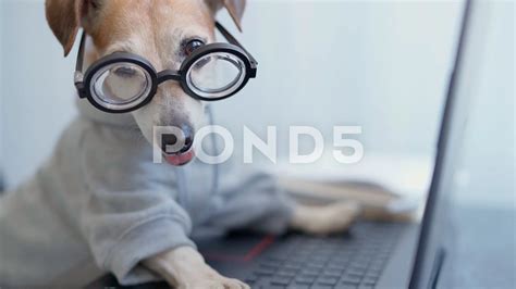 Dog On Computer Glasses