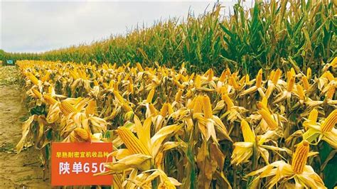 三秦新风貌——玉米丰收“大阅兵” 西农品种实力强