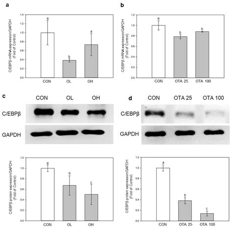 MiR-155-5p Elevated by Ochratoxin A Induces Intestinal Fibrosis and ...