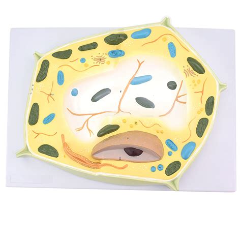 Buy Cell Model - Anatomical Model Cell Model - Study Model Educational ...