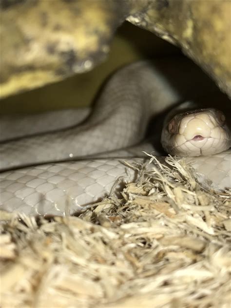 Rosie the blizzard corn snake : r/snakes