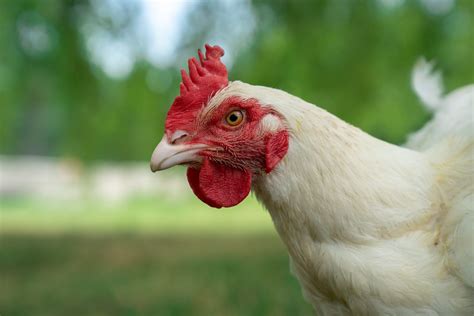 The Joys of Learning: Seeing Chickens as Someone, Not Something - Farm ...