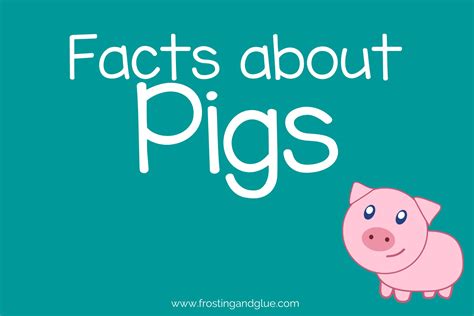 35 Oinktastic Facts About Pigs