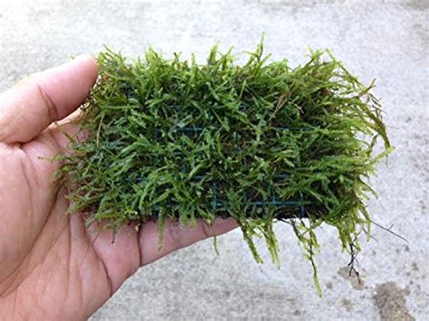 Image result for Java Moss Carpet
