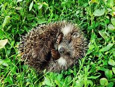 igel schlafen ausmalbild wer tapst denn da gartenzauber igel schlafen ausmalbild wer tapst denn da gartenzauber
