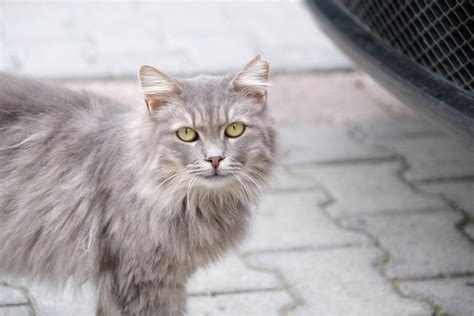 Image result for Gray Cat Rust