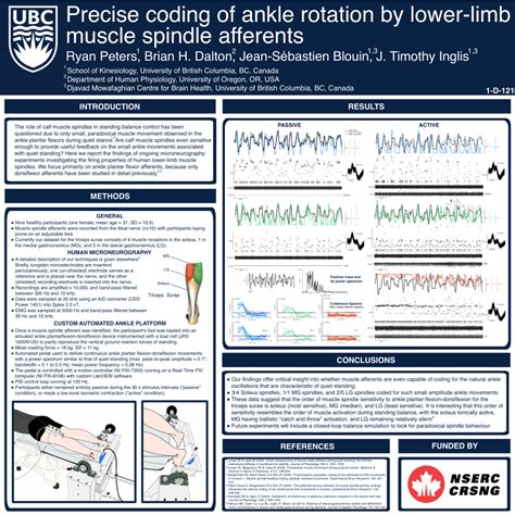 Image result for Muscle Spindle Rate Coding