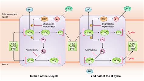 Q Cycle Mechanism