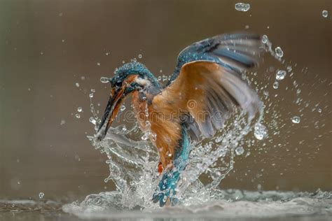 Image result for How to Catch Diving Fish