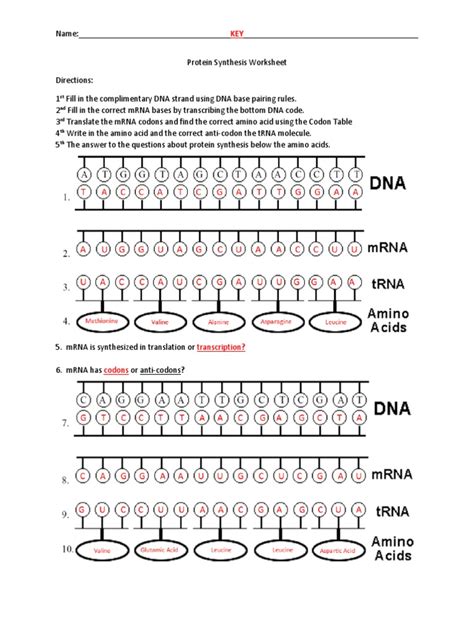 Image result for Protein Synthesis Review Worksheet