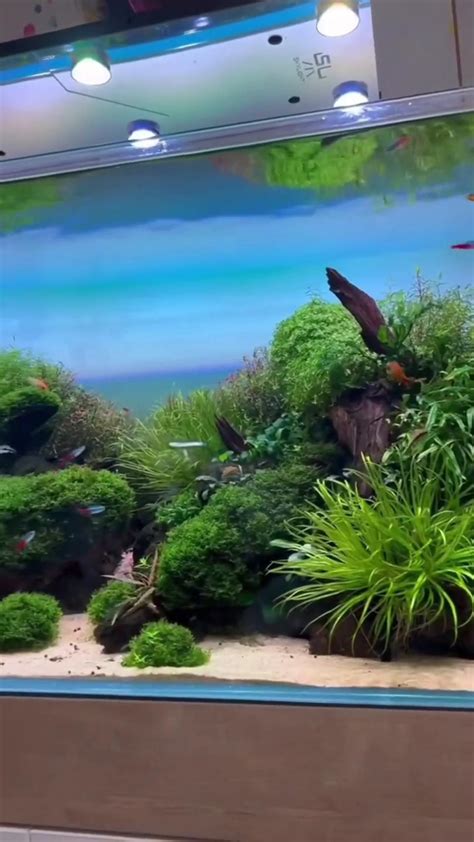 long aquarium fish