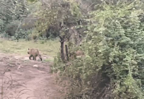 Rajasthan: सरिस्का में दिखा रानी ST-19 का पूरा कुनबा, बाघों की 'क्यूट ...