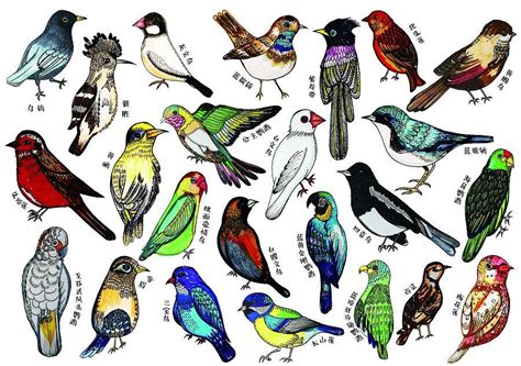 英语单词速记—关于“鸟类”单词的记忆方法 - 知乎