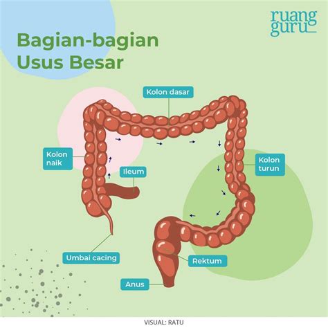 Macam-Macam Organ Sistem Pencernaan Manusia & Fungsinya