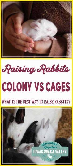 DIY Rabbit Colony 的图像结果