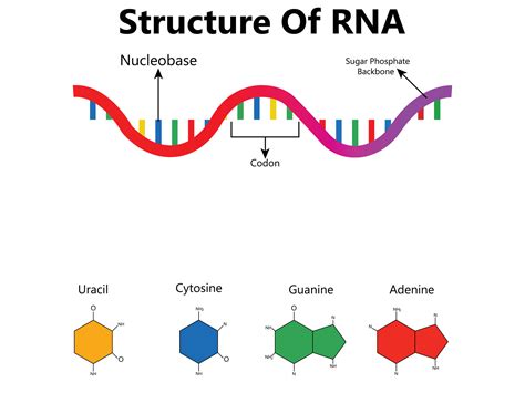 RNA Formula 的图像结果
