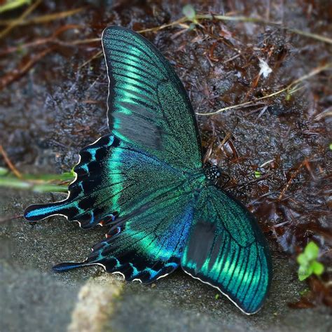 Beautiful Blue and Black Butterfly