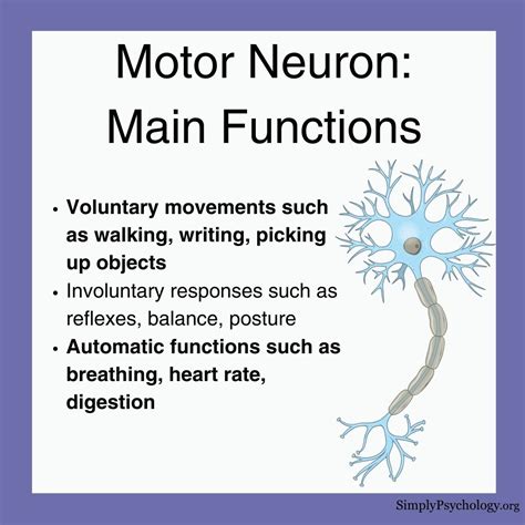 Image result for Upper Motor Neuron Function