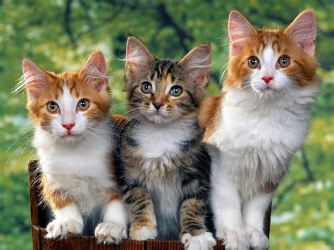 How Cats Heal Us, Science Proves It – Petsworld