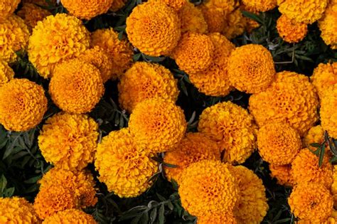Marigold flowers Images - Free Download on Freepik