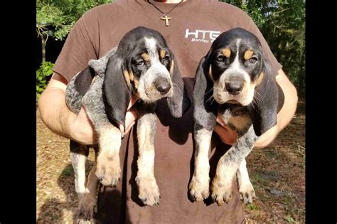 Bluetick Coonhound Puppies For Sale