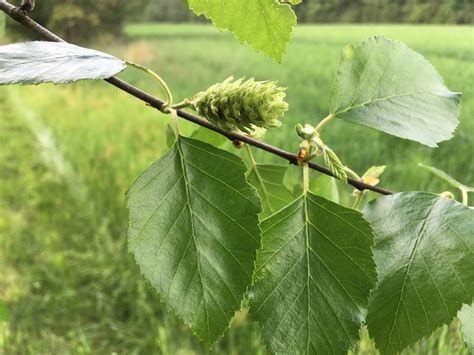 About River Birch - Maryland Biodiversity Project