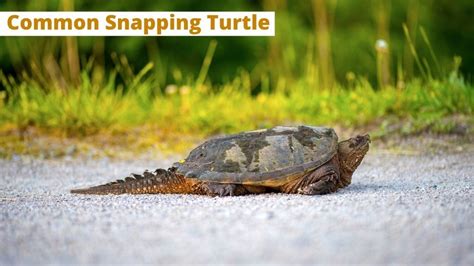 Image result for Snapper Turtle