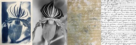 Digital Negative Tutorial 的图像结果