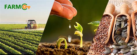 Where can you Buy Quality Seeds Online in India?