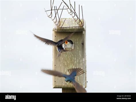 Image result for Tree Swallow Boxes