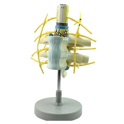 Xhllx Medical Model Spinal Nerve Magnification Model Thoracic Spinal ...