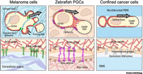 Blebology: principles of bleb-based migration: Trends in Cell Biology