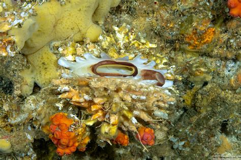Thorny Oyster (Spondylus sp.1) - Spanglers' Scuba