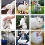 Image result for white baby bunny breeds