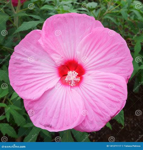 Big Pink Flower. Hibiscus Rose Mallow Cultivated As Ornamental Plants ...