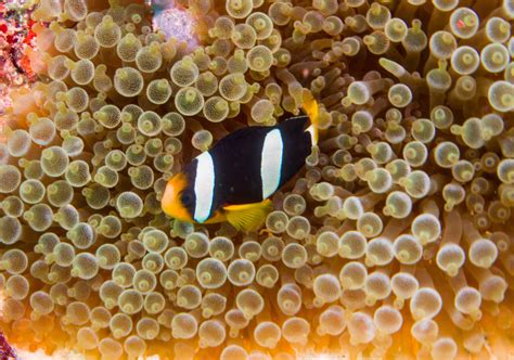 What Do Clownfish Eat?