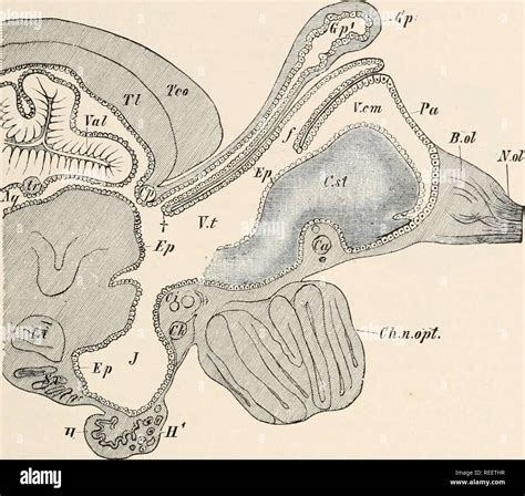 . Comparative anatomy of vertebrates. Anatomy, Comparative; Vertebrates ...