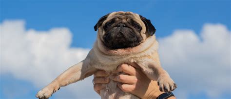 Pug Facts and Info EVERYTHING GUIDE — WEIRD WORLD