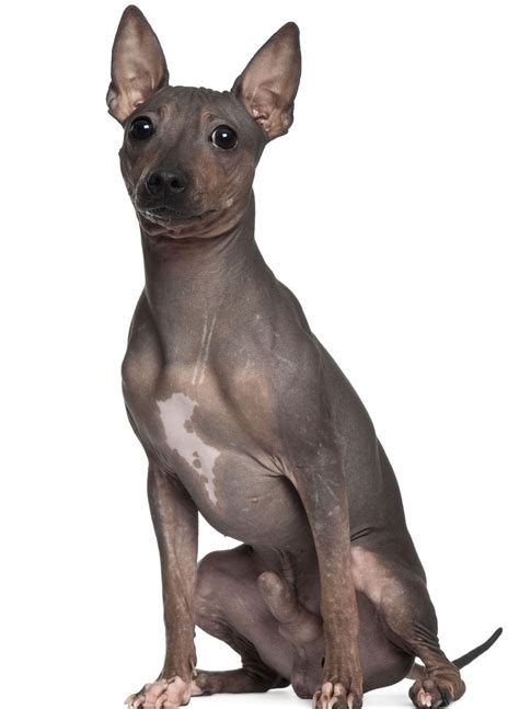 American Hairless Terrier - Dog Breed Guide