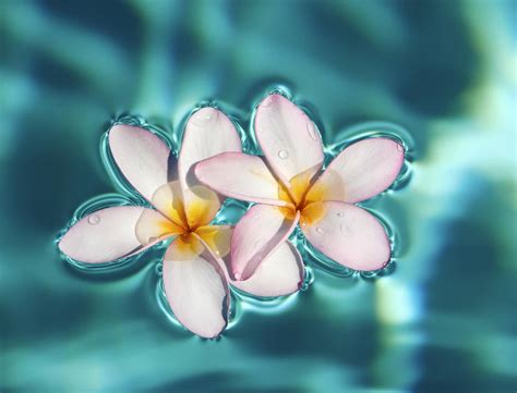 Water Flower Wallpapers - Top Free Water Flower Backgrounds ...