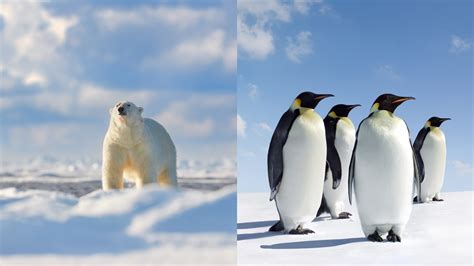 Arctic Vs Antarctica - Ultimate Comparison for Travellers
