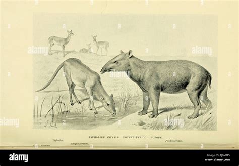 Extinct 的图像结果