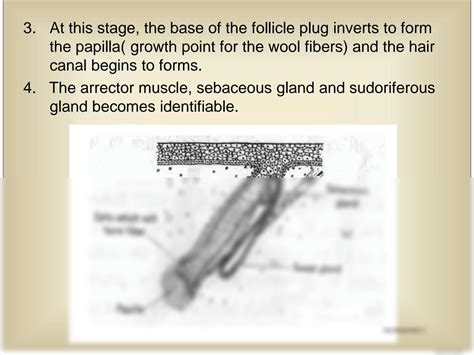 The Science Behind The Development Of Wool Follicles