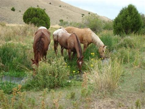 THE BEST Places to Visit in Dubois (2026) - Must-See Attractions