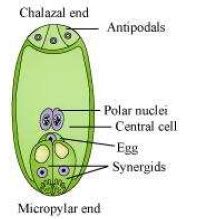 Sexual Reproduction in Flowering Plants ncert solution class 12 Biology