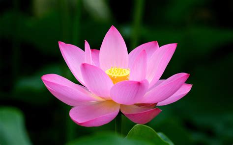 Buddhist Symbols Lotus Flower Meaning