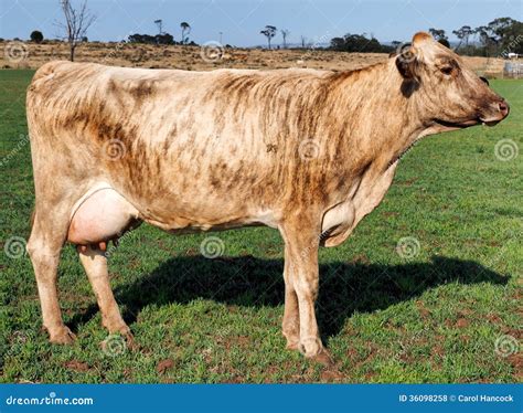 A Brown Swiss Cross Guernsey Dairy Cow Stock Photo - Image of bovine ...