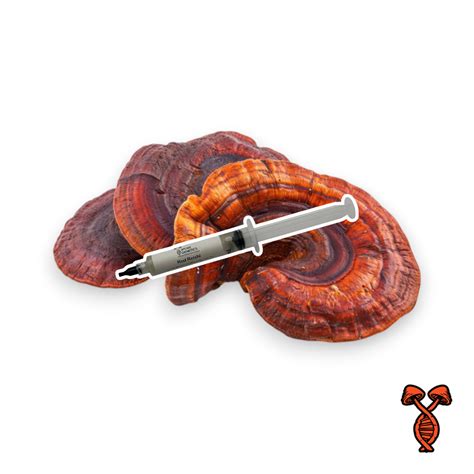 Medicinal Mushrooms | Gourmet Liquid Culture Syringes | Spore Genetics